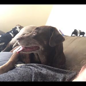 Meet your Posher, Renee